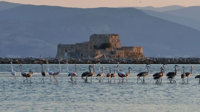 Γέμισε φλαμίνγκο το Ναύπλιο! (εικόνες)